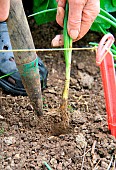 Vegetable garden onion (Allium cepa) transplanting, step 3