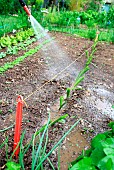 Vegetable garden onion (Allium cepa) transplanting, step 4