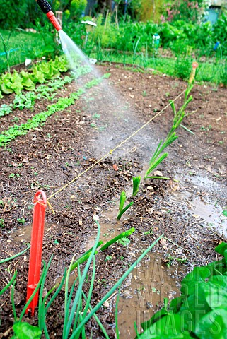 Vegetable_garden_onion_Allium_cepa_transplanting_step_4