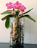 Exotic pink flowering orchid in a glass pot