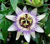 Passion flower (Passiflora sp) with honey bees (Apis mellifera) foraging and pollinating, Albi, Tarn, France