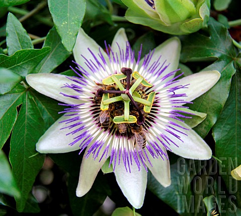 Passion_flower_Passiflora_sp_with_honey_bees_Apis_mellifera_foraging_and_pollinating_Albi_Tarn_Franc