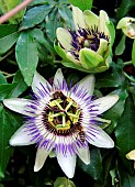 Passion flower (Passiflora sp) with honey bees (Apis mellifera) foraging and pollinating, Albi, Tarn, France