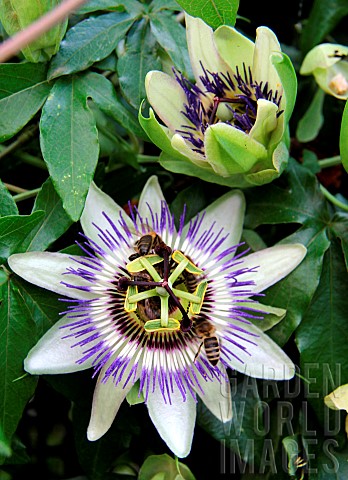 Passion_flower_Passiflora_sp_with_honey_bees_Apis_mellifera_foraging_and_pollinating_Albi_Tarn_Franc