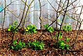 vegetable, bean and pea garden on branch stakes