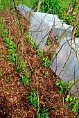 vegetable, bean and pea garden on branch stakes