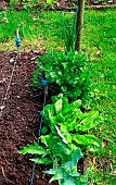 Vegetable garden, perennials and vegetables: celery, sorrel, artichoke, chive