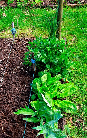 Vegetable_garden_perennials_and_vegetables_celery_sorrel_artichoke_chive