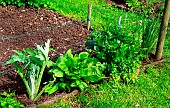 Vegetable garden, perennials and vegetables: celery, sorrel, artichoke, chive