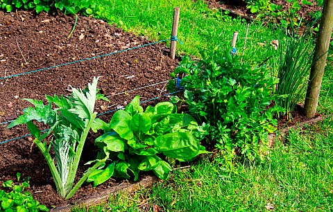 Vegetable_garden_perennials_and_vegetables_celery_sorrel_artichoke_chive