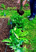 Vegetable garden, perennials and vegetables: celery, sorrel, artichoke, chive