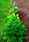 Vegetable garden, perennials and vegetables: celery, sorrel, artichoke, chive