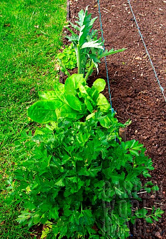 Vegetable_garden_perennials_and_vegetables_celery_sorrel_artichoke_chive