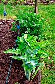 Vegetable garden, perennials and vegetables: celery, sorrel, artichoke, chive