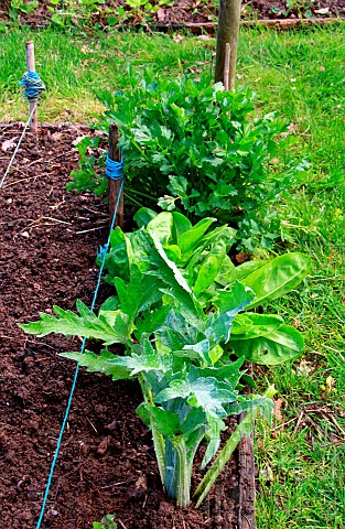 Vegetable_garden_perennials_and_vegetables_celery_sorrel_artichoke_chive