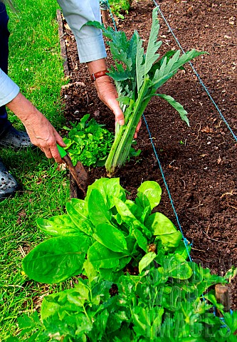 Vegetable_garden_perennials_and_vegetables_celery_sorrel_artichoke_chive