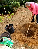 Planting a vine stock, digging the planting hole