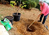 Planting a vine stock, digging the planting hole