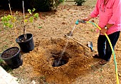 Planting a vine stock, wet the planting hole