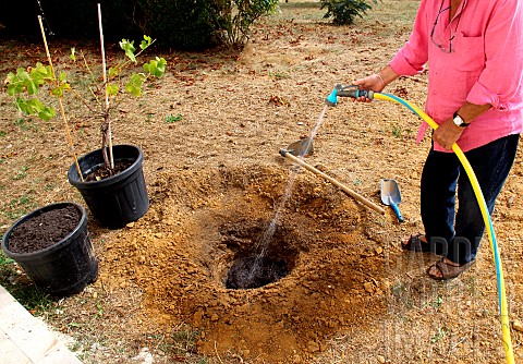 Planting_a_vine_stock_wet_the_planting_hole