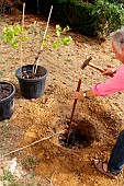 Planting a vine stock, installation of the stake