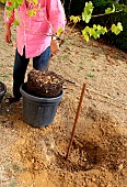 Planting a vine stock, installation of the root ball