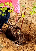 Planting a vine stock, positioning of the root ball