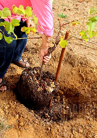 Planting_a_vine_stock_positioning_of_the_root_ball
