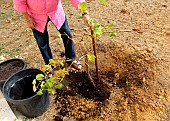 Planting a vine stock, positioning of the root ball