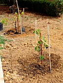 Planting a vine stock, staked plant