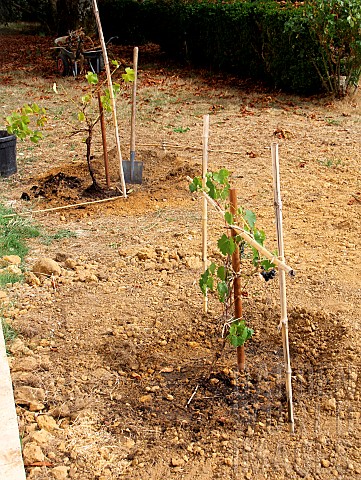 Planting_a_vine_stock_staked_plant