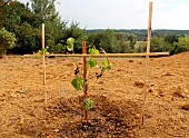 Planting a vine stock, staked plant