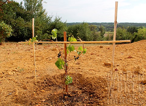 Planting_a_vine_stock_staked_plant