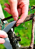 Vine pruning with knife with suppression of twist, évrillage, La Madarnié, Lombers, Tarn, France