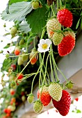 Falling strawberries in greenhouses