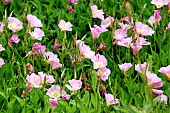 Showy eveningprimrose (Oenothera speciosa) Rosea