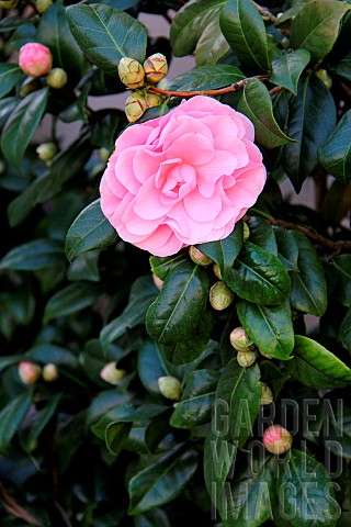 Japanese_Camellia_Camellia_japonica_pink_flower