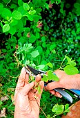 Honeysuckle (Lonicera sp) layering