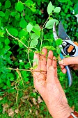 Honeysuckle (Lonicera sp) layering