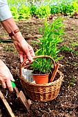 Planting of a plant of Tarragon (Artemisia dracunculus)