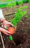 Planting of a plant of Tarragon (Artemisia dracunculus)