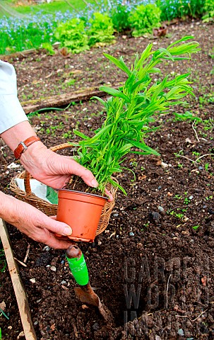 Planting_of_a_plant_of_Tarragon_Artemisia_dracunculus