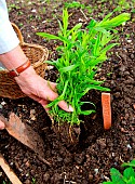 Planting of a plant of Tarragon (Artemisia dracunculus)