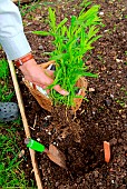 Planting of a plant of Tarragon (Artemisia dracunculus)