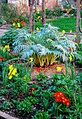Spring bed with artichoke (Cynara sp), daffodil and narcissus (Narcissus sp), primroses (Primula sp), various bulbous plants and foliage