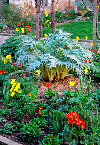 Spring_bed_with_artichoke_Cynara_sp_daffodil_and_narcissus_Narcissus_sp_primroses_Primula_sp_various