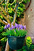 Suspension of Muscari in bloom in springtime