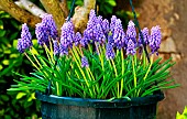 Suspension of Muscari in bloom in springtime