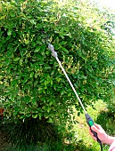 Spraying a milk-based powdery mildew treatment