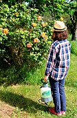 Spraying a milk-based powdery mildew treatment